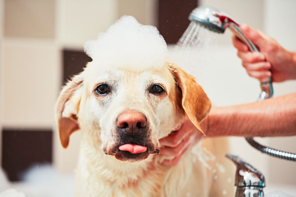 dog-receiving-a-bath